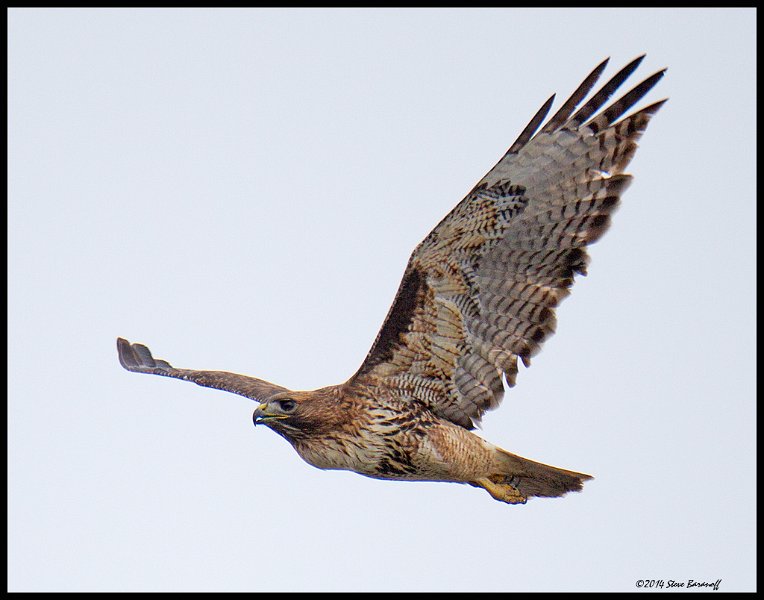 _4SB9438 red-tailed hawk.jpg